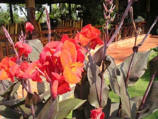 Cây dong riềng đỏ, 