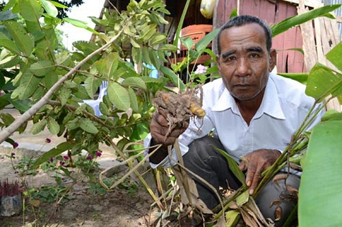 Bí truyền ngải pti pupok chữa rắn độc cắn