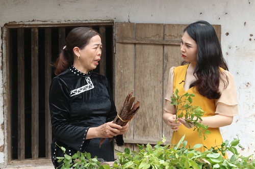 Lương y Lã Thị Mai: Truyền nhân nghề thuốc Nam đời thứ tám của họ Hoàng ở xứ Lạng