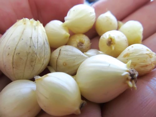 Củ nén có tác dụng gì trong cuộc sống hàng ngày?